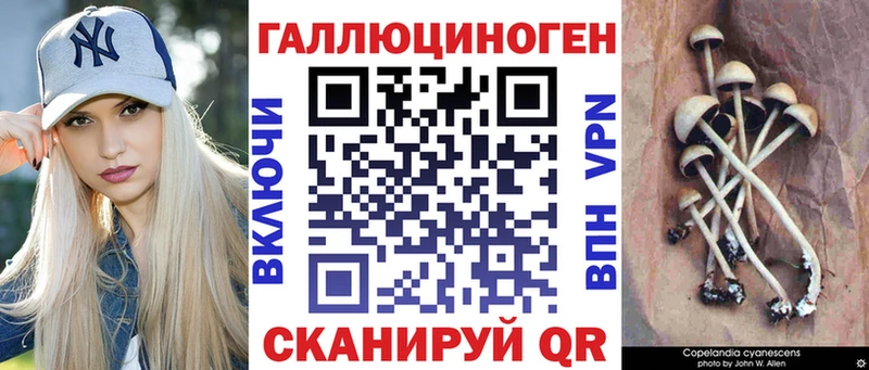 где купить   Нарткала  Псилоцибиновые грибы Cubensis 